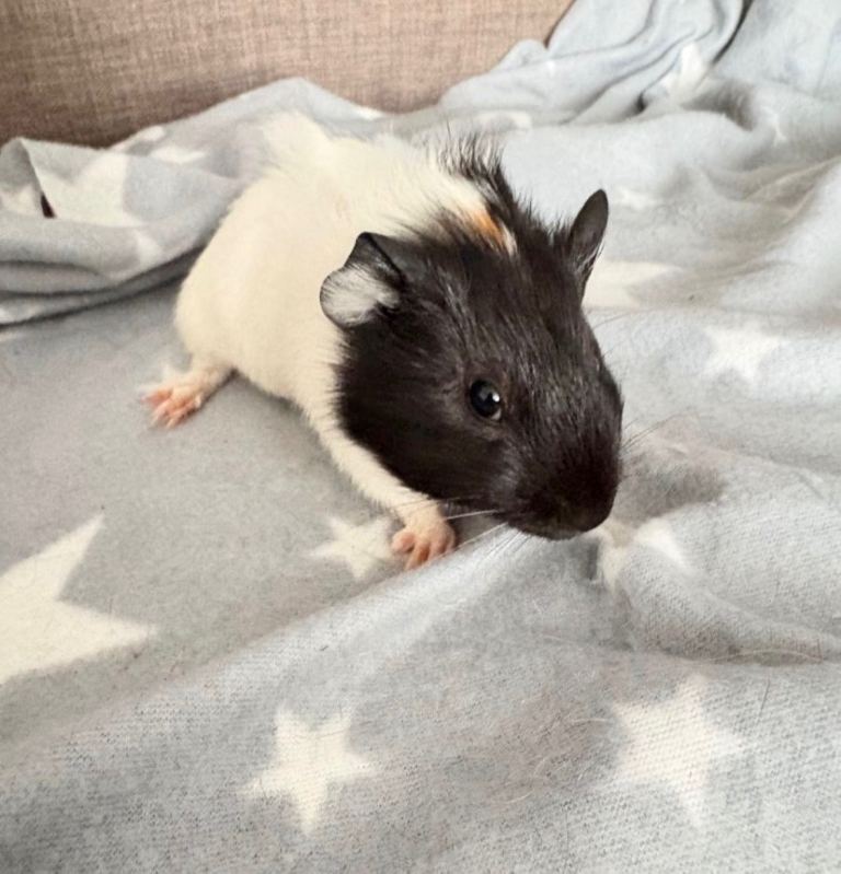 Boy guinea bigs