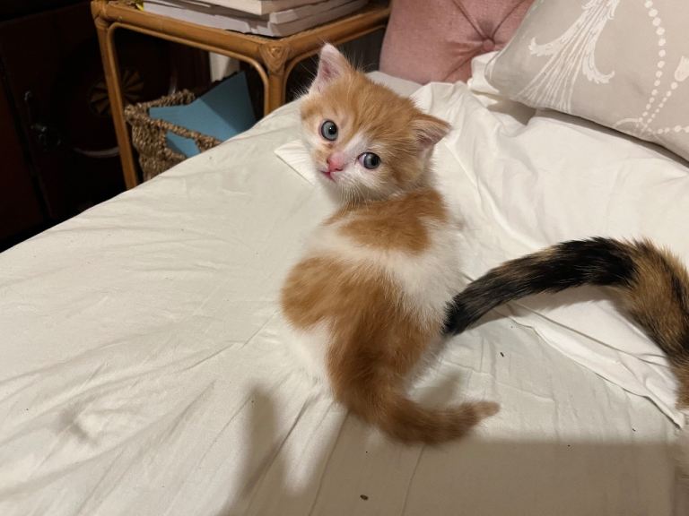 Feisty and delightful wee boy looking for a forever home. 