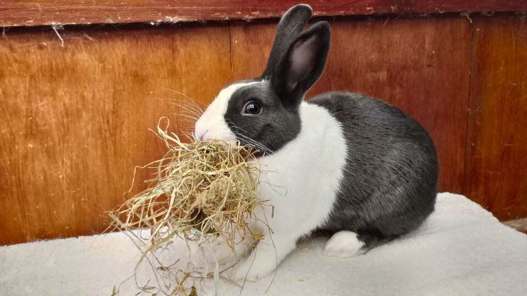 Dutch marked female for sale 