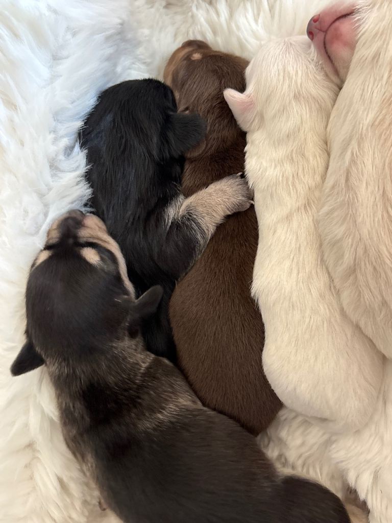 Gorgeous Miniature Dacshund Puppies