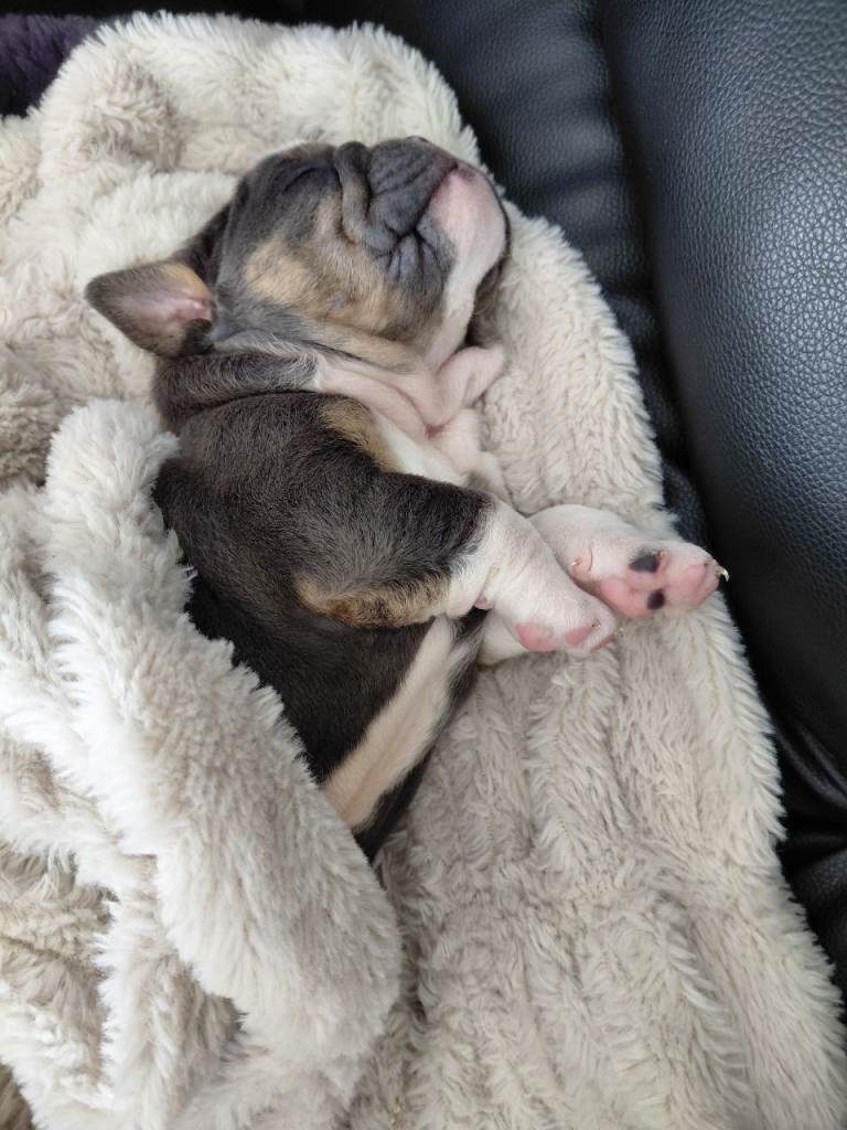 Beautiful British bulldog pup