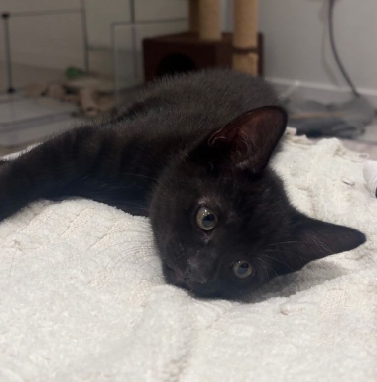 BSH x DSH, Last kitten left!