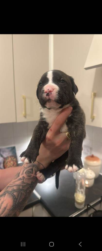 Staffy cross puppys for sale