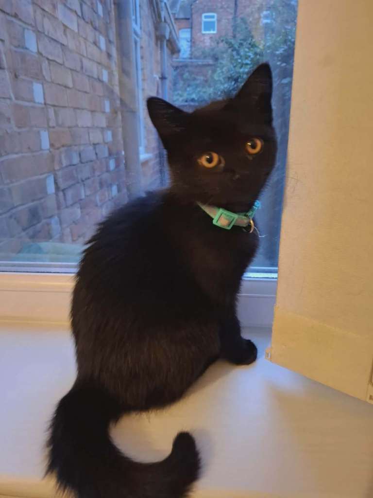 🐾 Adorable Female Mixed British Shorthair Kittens Looking for Loving Homes! 🐾