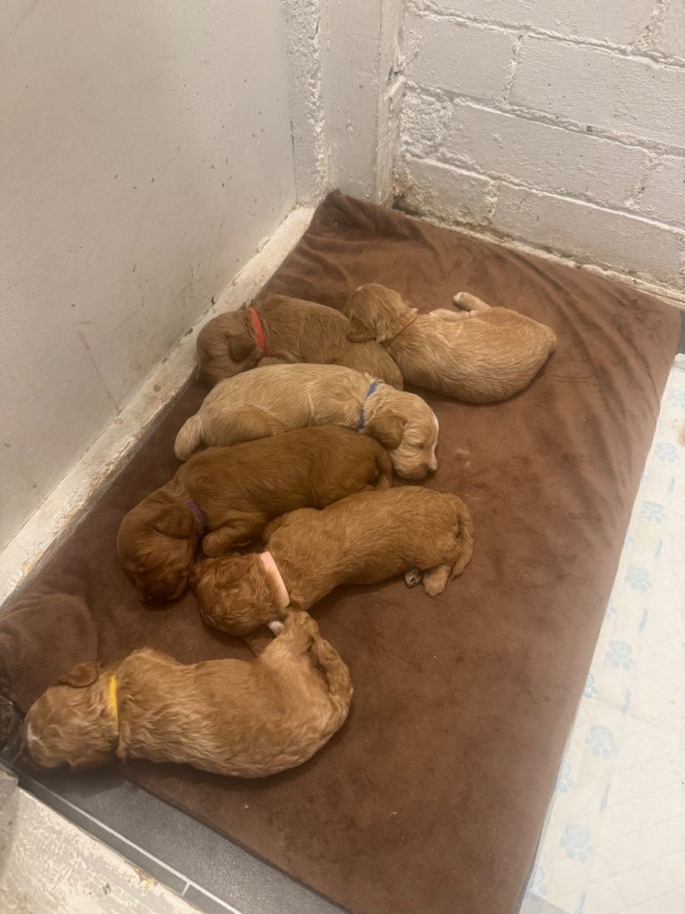 Cockapoo puppie for sale
