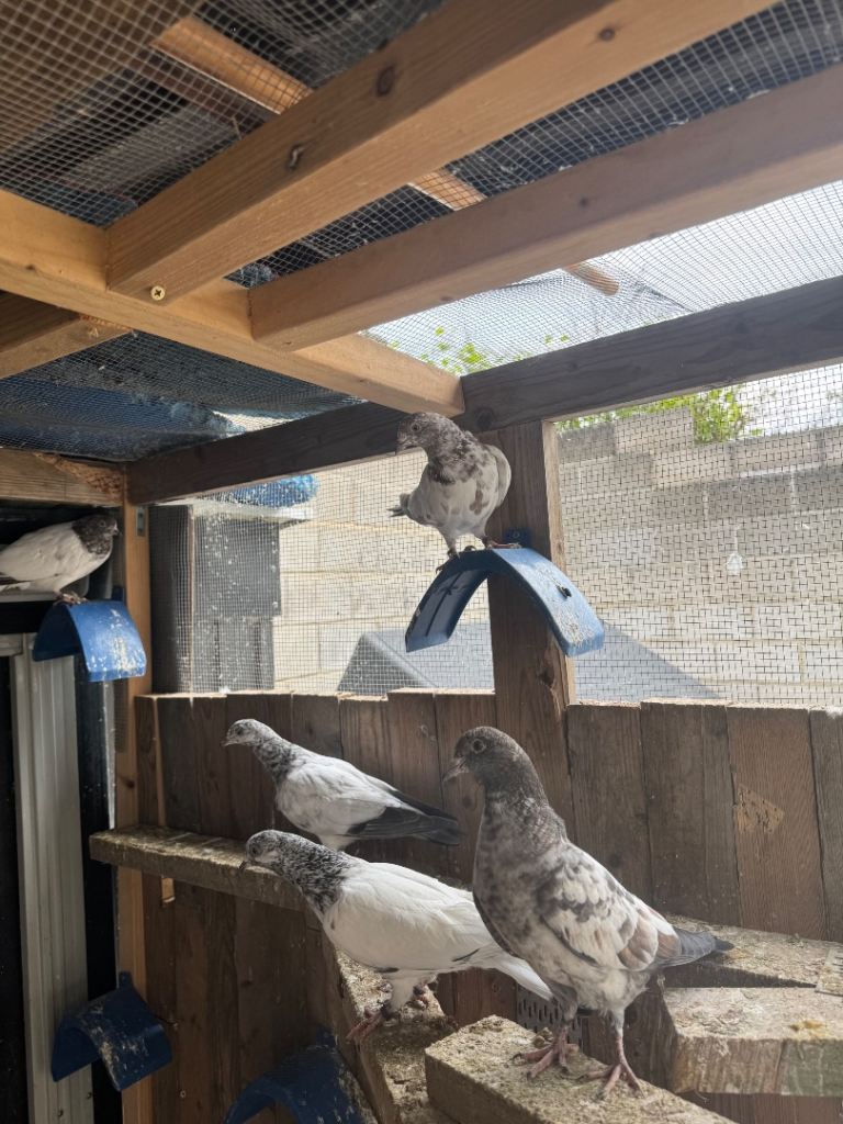 Pakistani high flyer pigeons for sale 
