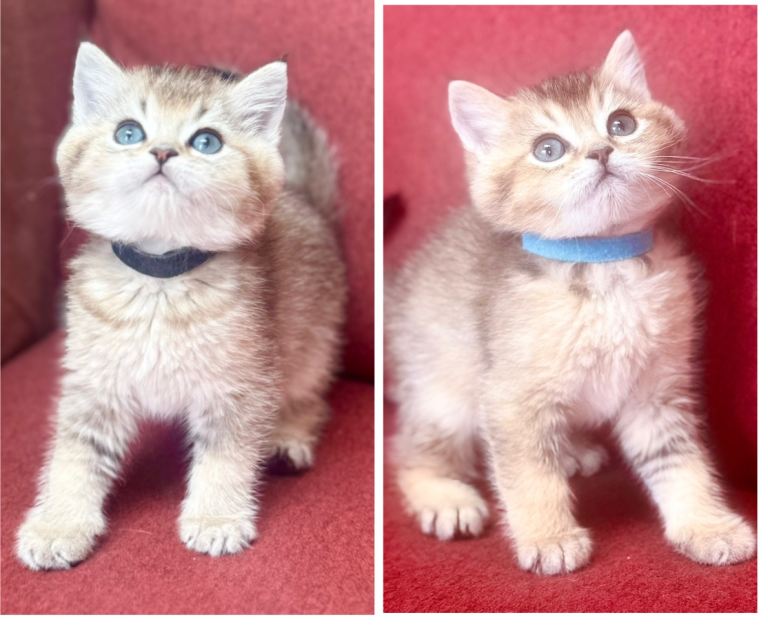 GCCF golden British shorthairs
