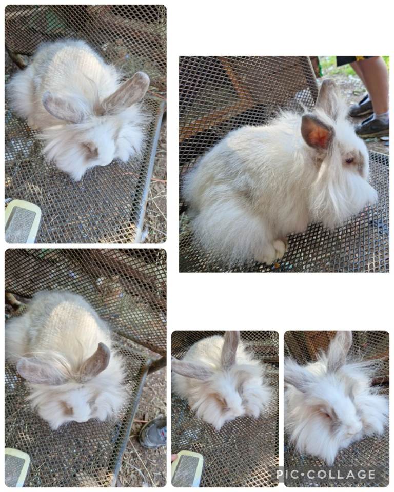 3 beautiful mini lion lop 