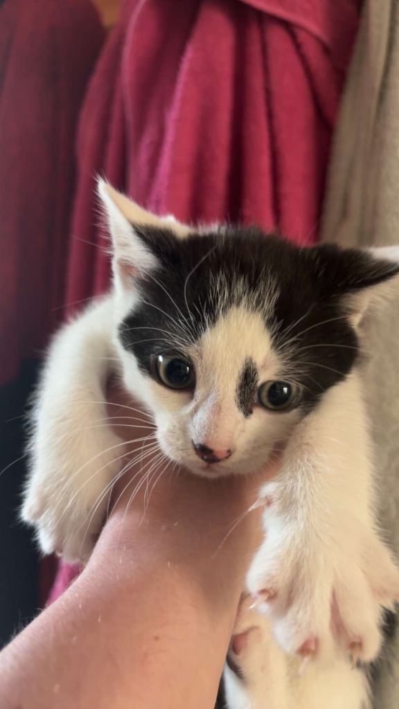 1 x ginger and white and 1 x black and white kittens 