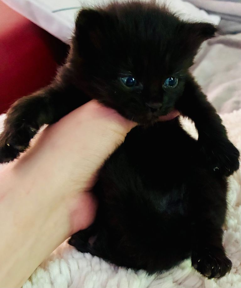 Turkish angora kitten 