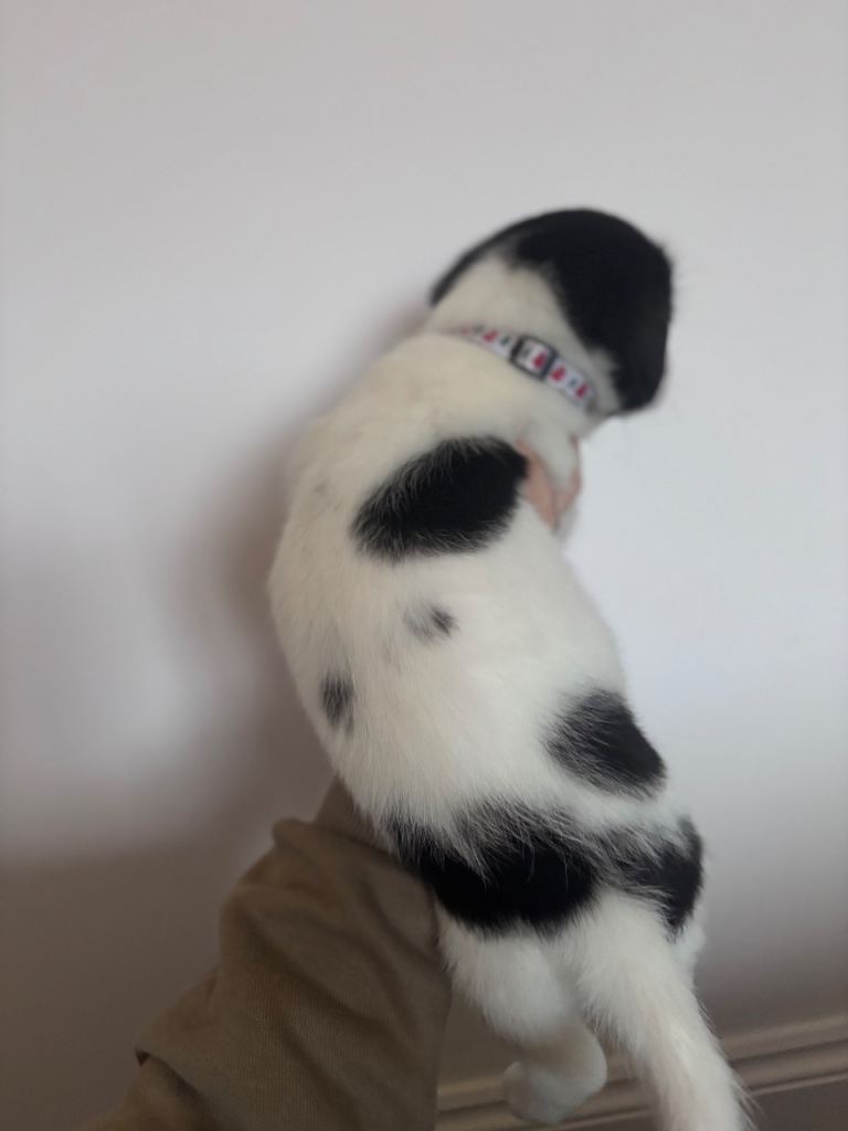 3 x Bichon Maltese mixed puppies 