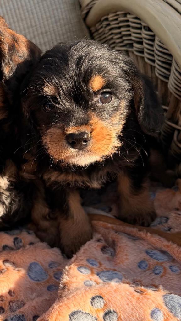 1 beautiful cockapoo puppy’s 