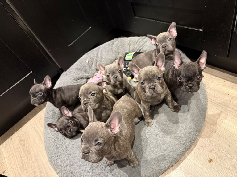 ✨Stunning Pedigree French Bulldog Puppies✨