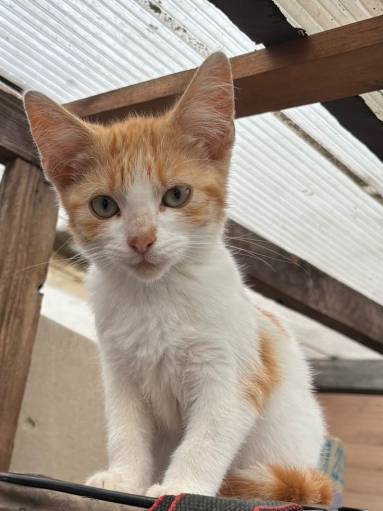 Kittens for Sale