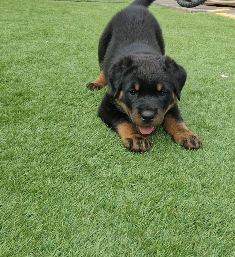 4 rottweiler for sale