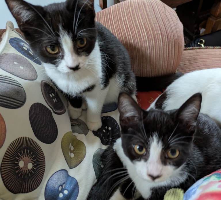 Tuxedo kittens ready for forever homes 