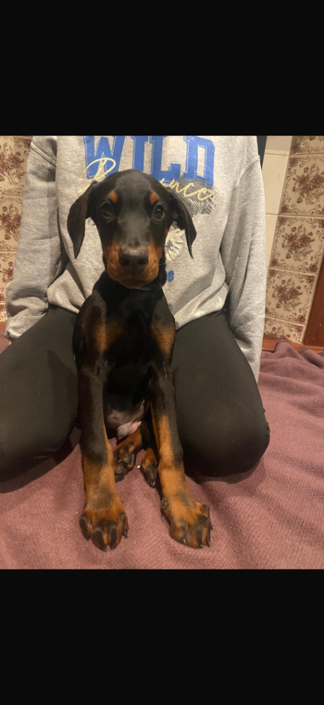 Doberman puppy 