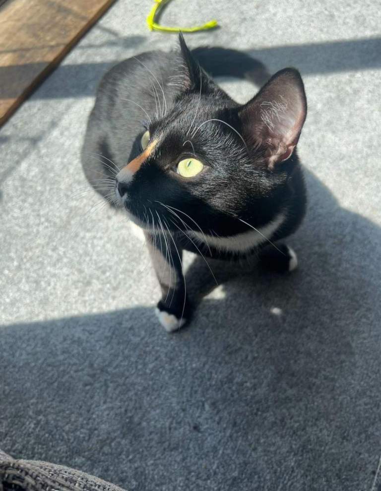 Lovely Indoor Cat – Looking For a New Home