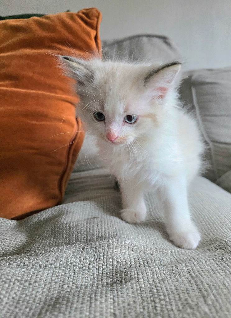 Ragdoll X kittens Ready to leave Now