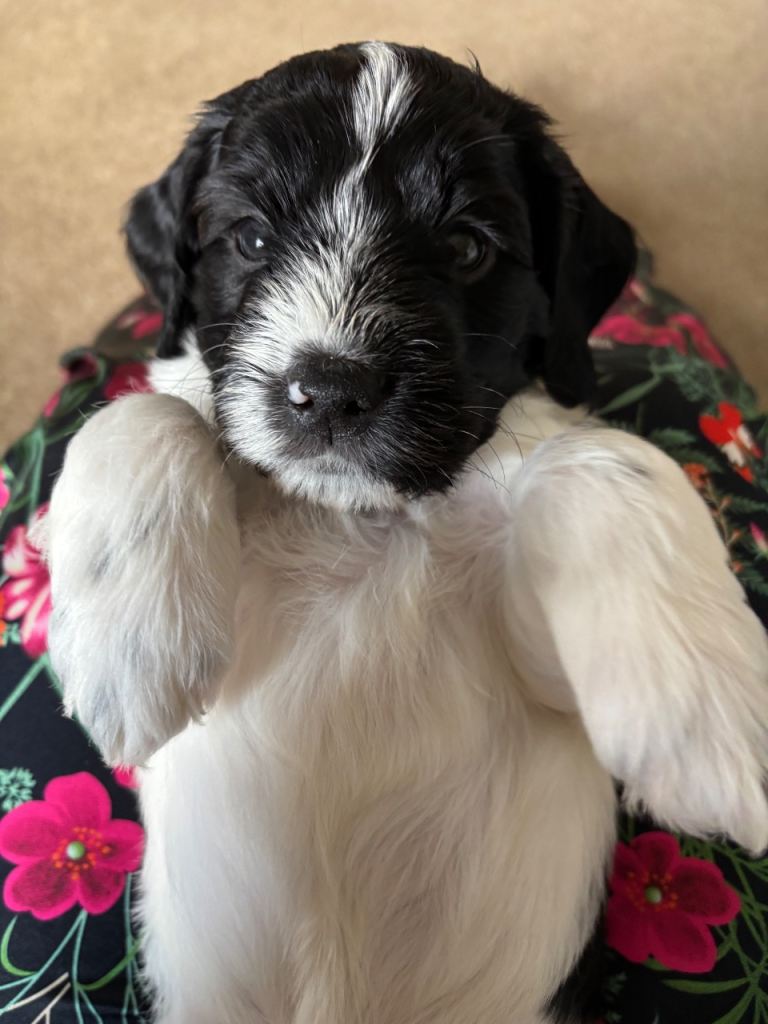 3x Beautiful cockerpoo puppies left for sale! 
