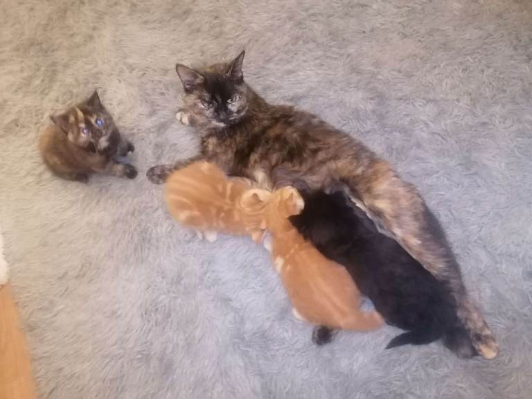 3 friendly kittens