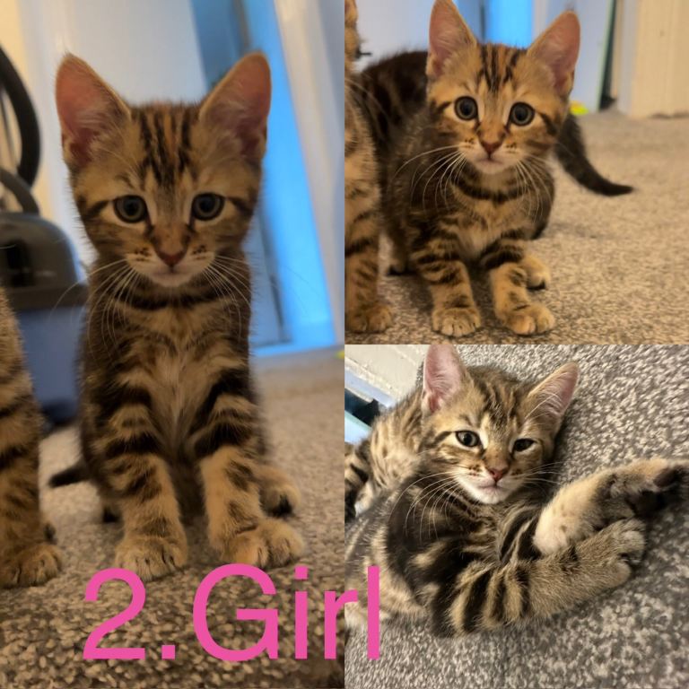 3 beautiful Kittens for sale