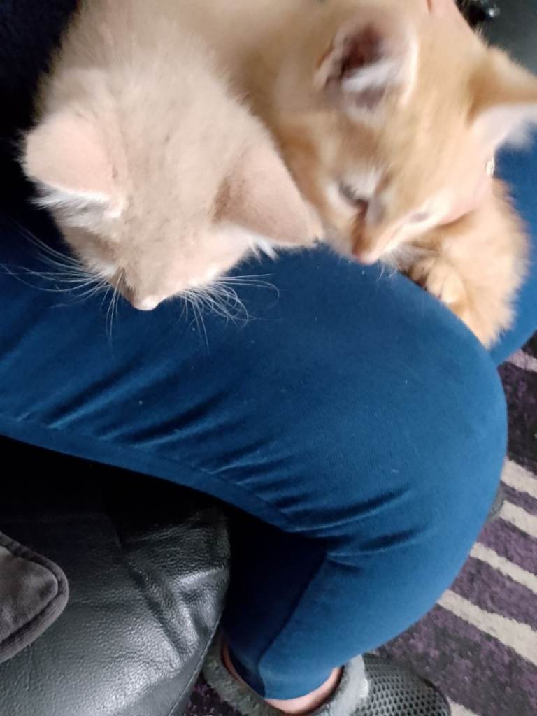 Kittens