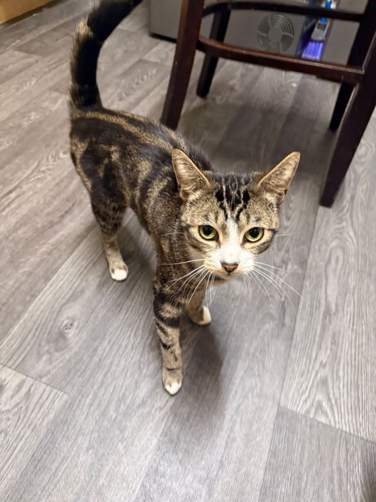 cat- american short hair