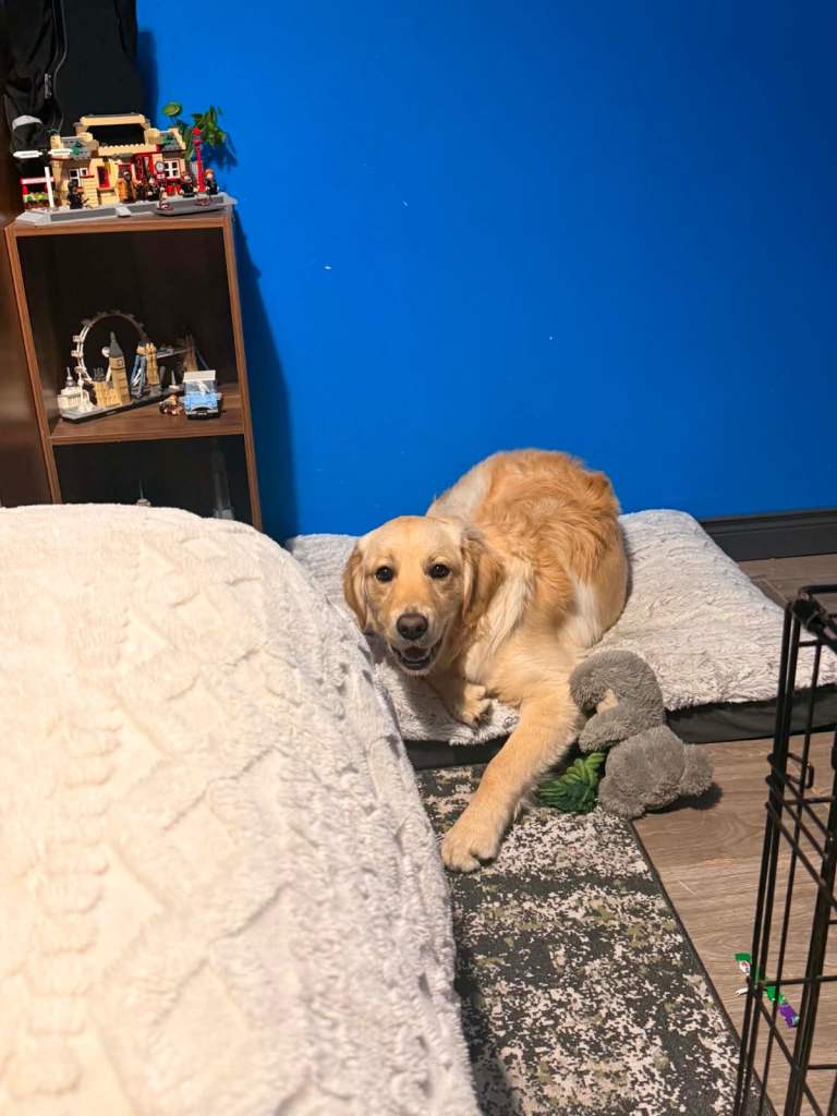 Golden retriever fully vaccinated & kc registered 