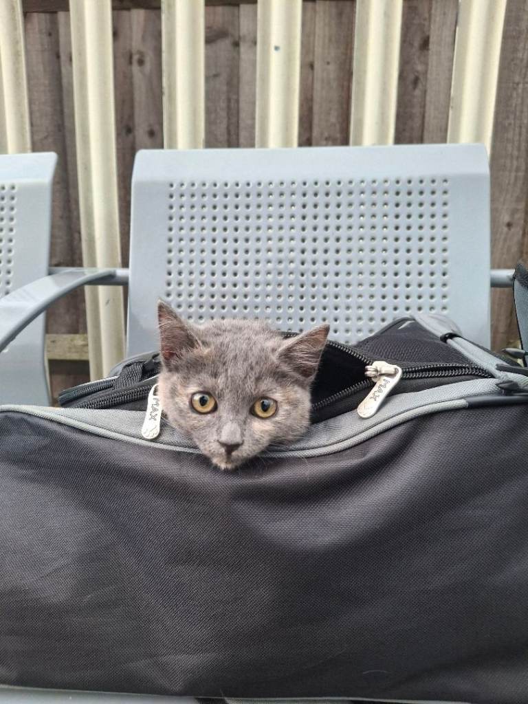 Russian chartreux cross