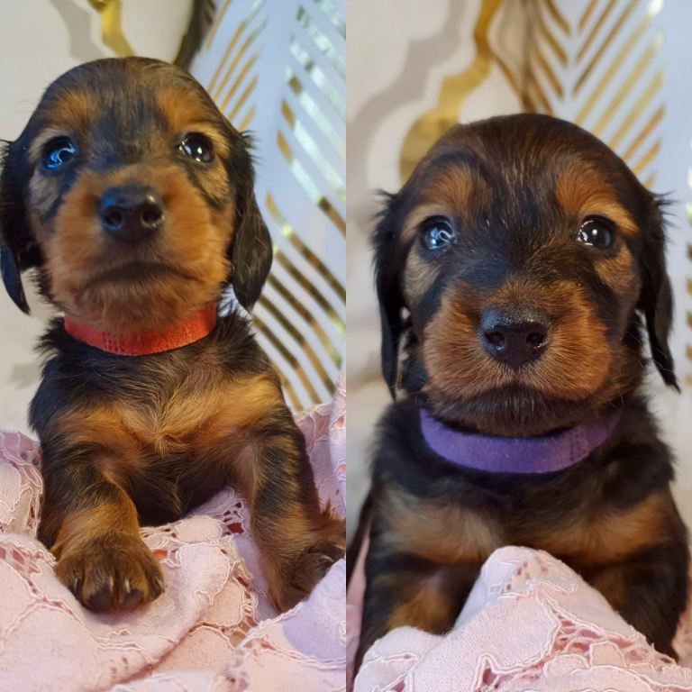 Miniature Dachshunds Longhaired Shaded Red