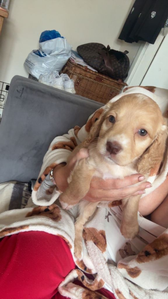 Cocker spaniel puppy’s 