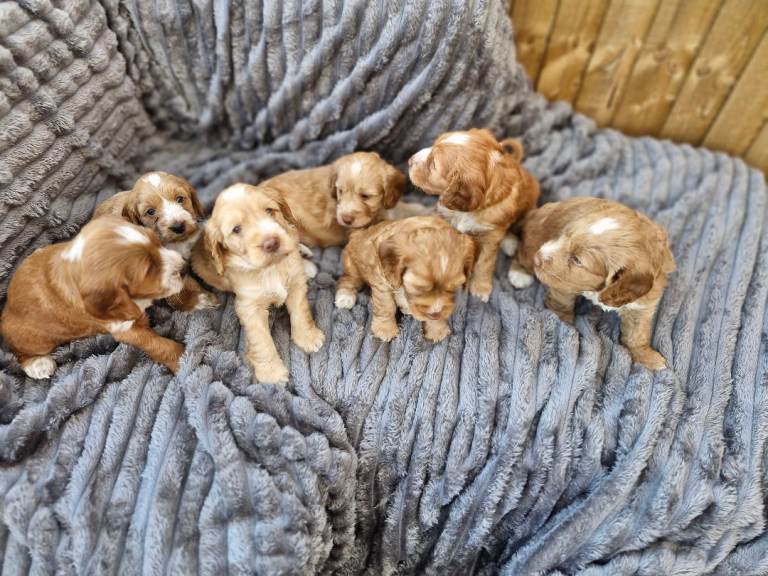 Beautiful Cockerpoo Puppies