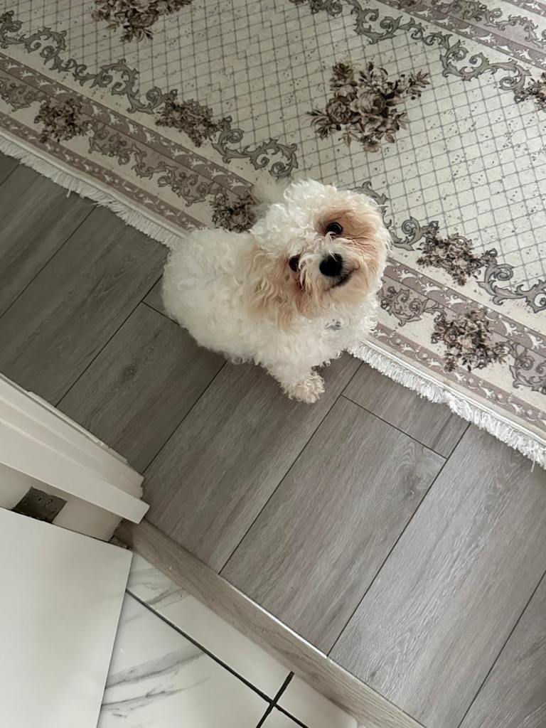 Adorable Female Bichon Frise Looking for a Loving New Home