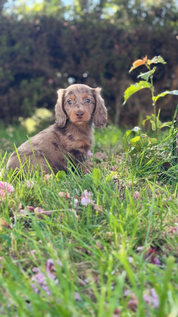 Miniature Dachsund long haired puppies