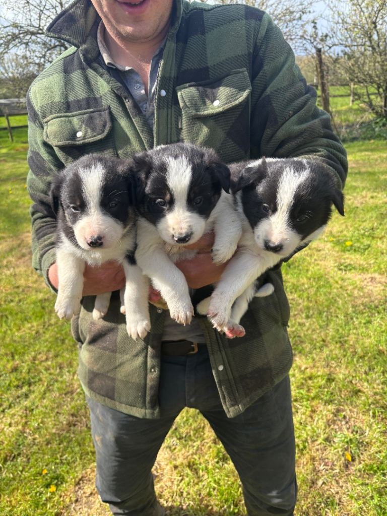 Border Collie pups for sale 