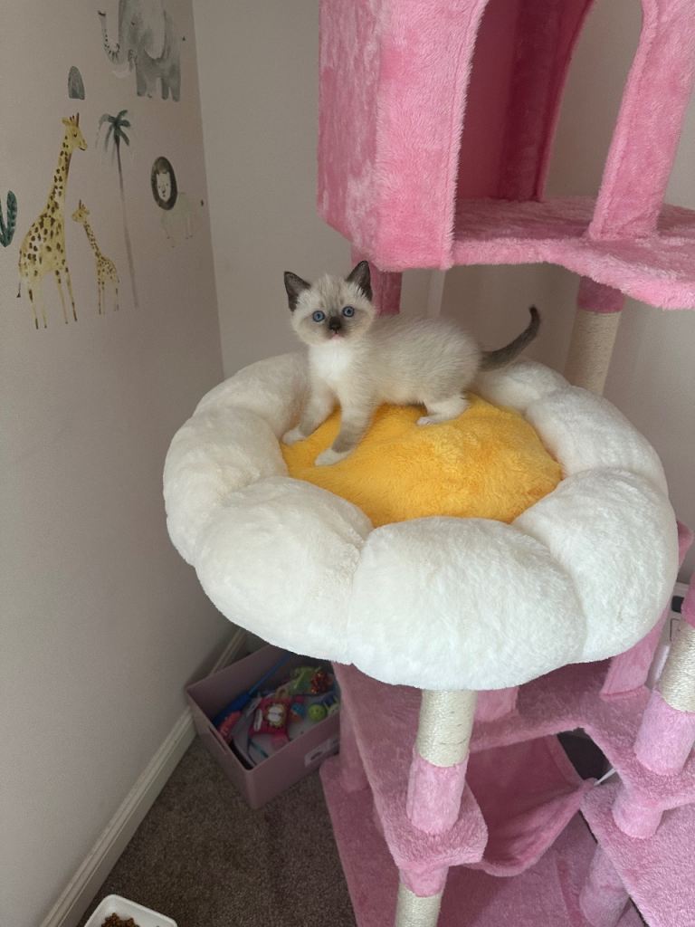 Ragdoll x Mainecoon kittens