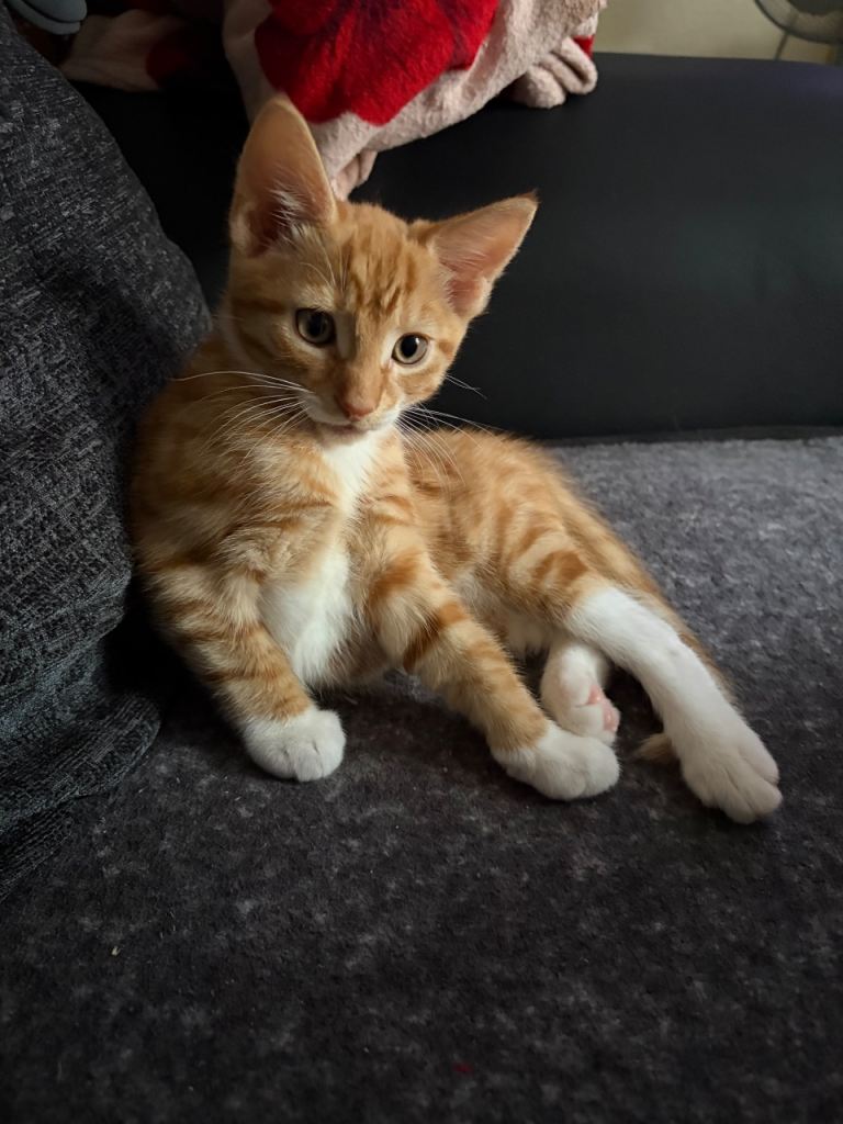 Last Adorable ginger tabby kitten for sale❤️1 left