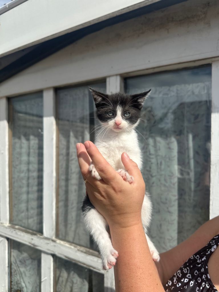 SELLING ONE MALE KITTEN