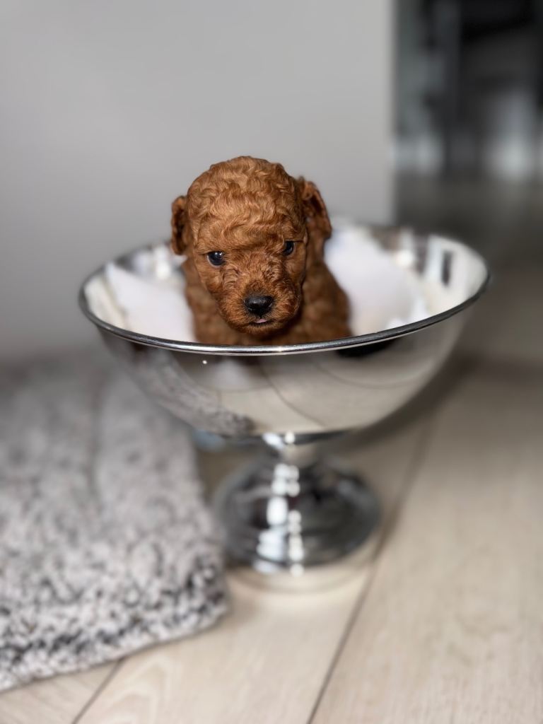 🐩 Stunning Deep Red Toy Poodle Puppies
