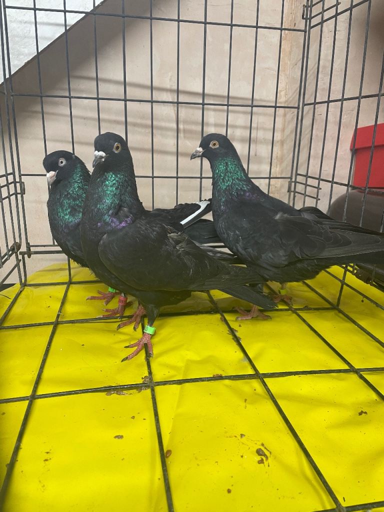 Black and blue bar pigeon only