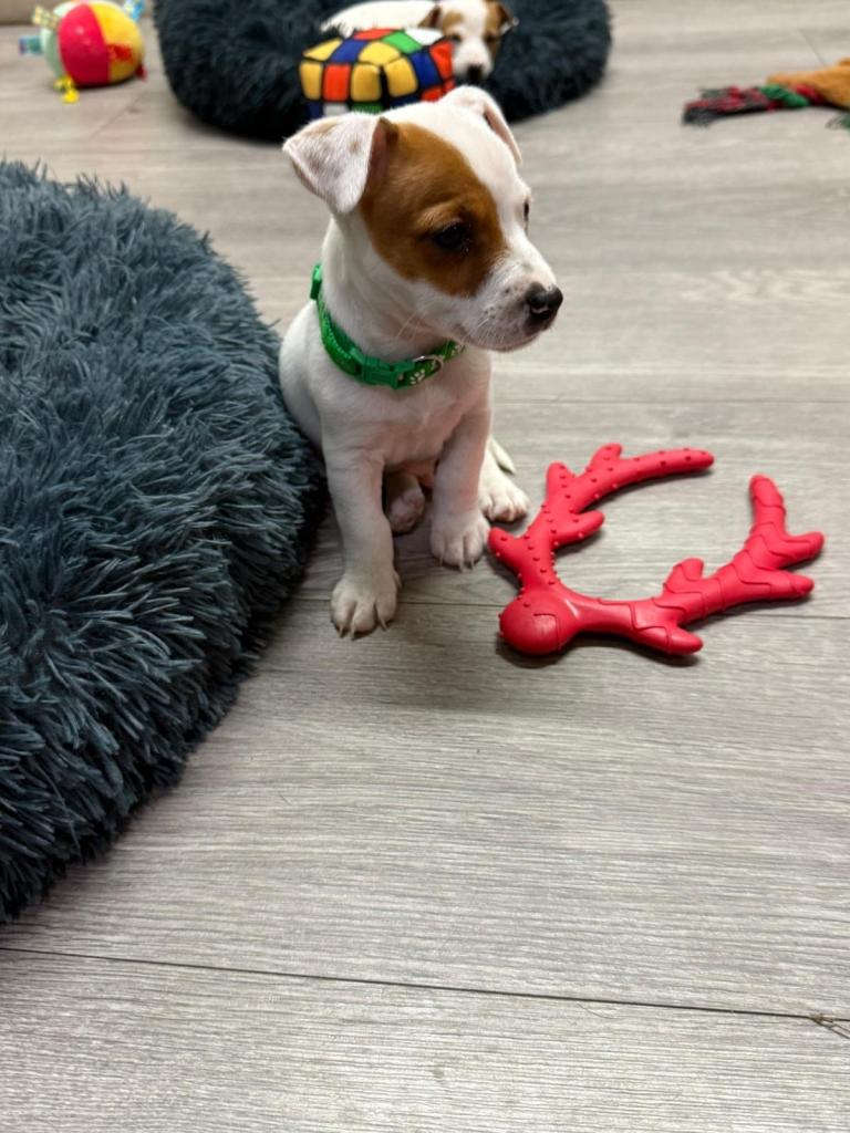 8 Week Old Jack Russel Puppies 