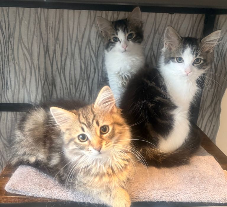 Long haired kittens 