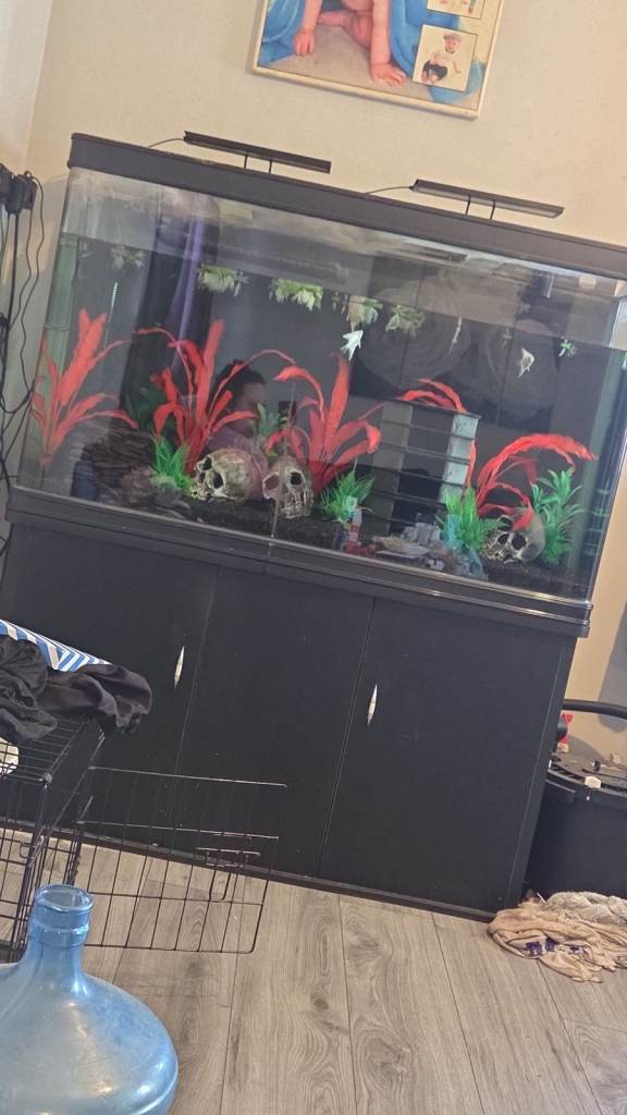 300litre black aquarium with cabinet