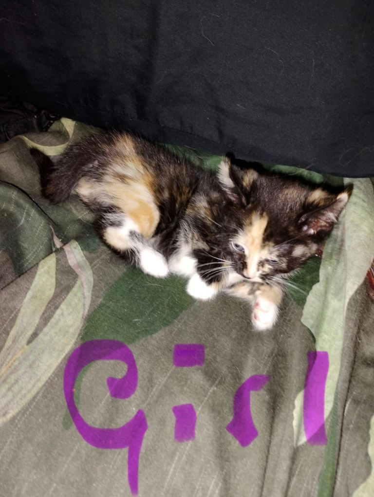 Stunning Kittens Half Persian