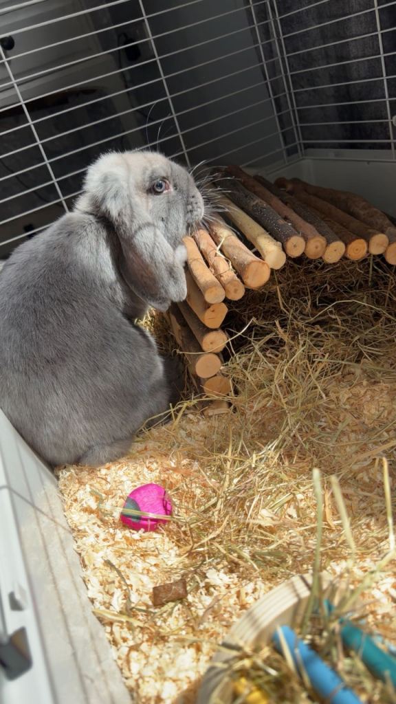 Julian (English Lop)