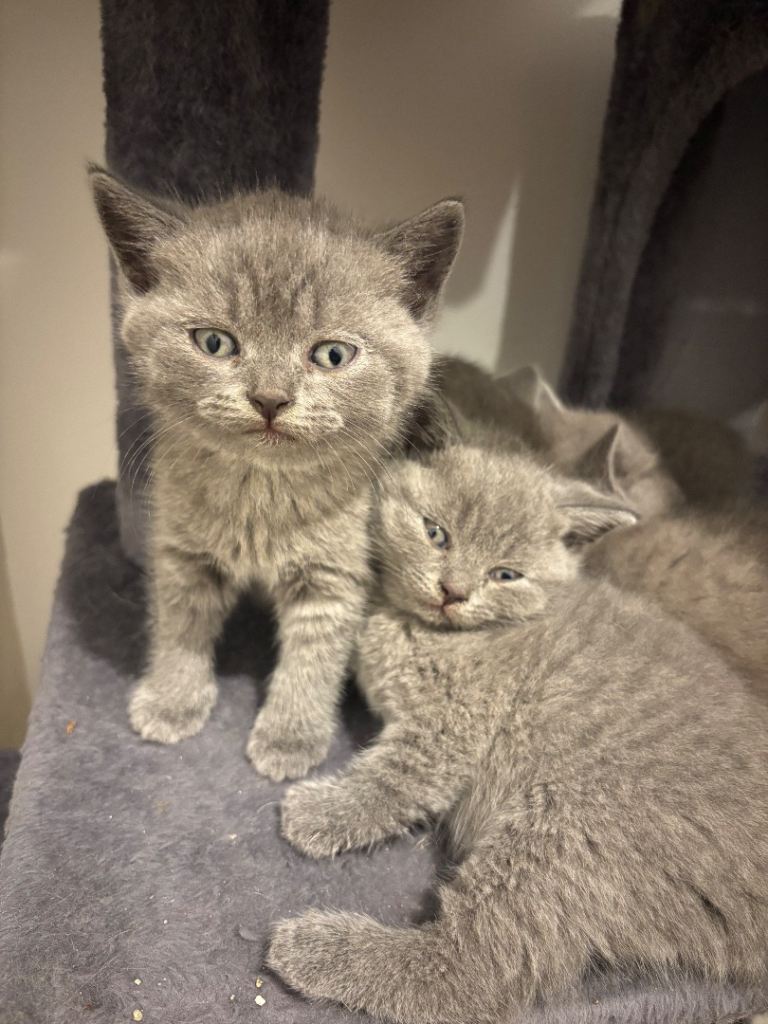 British short hair kittens 