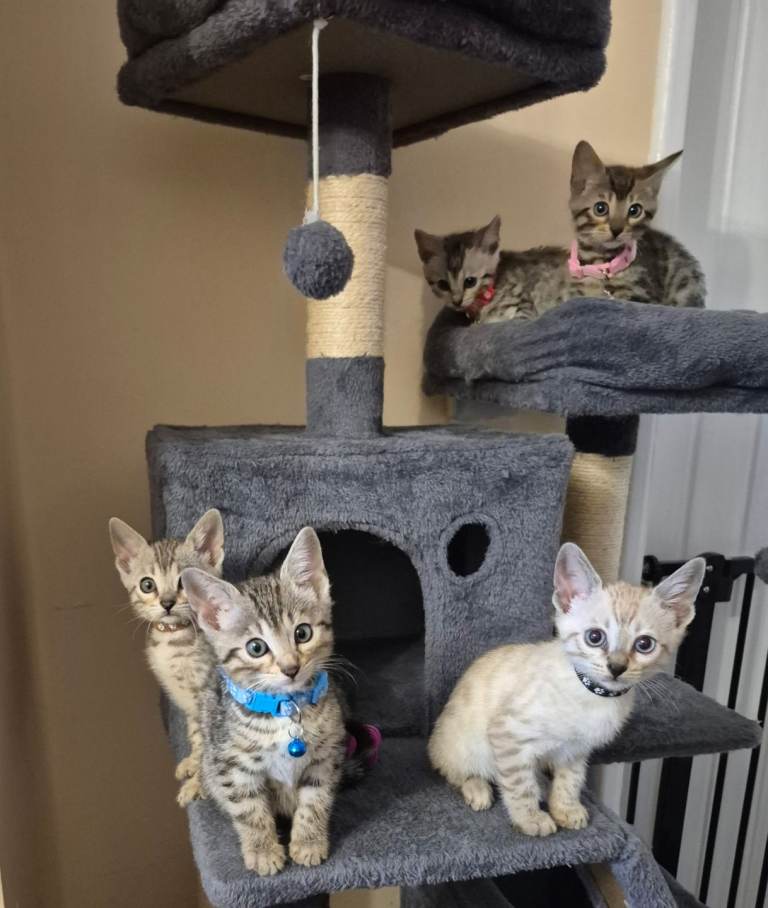 Pure Bred Bengal Kittens 