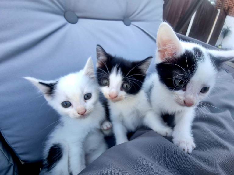 3 lovely kittens for sale 