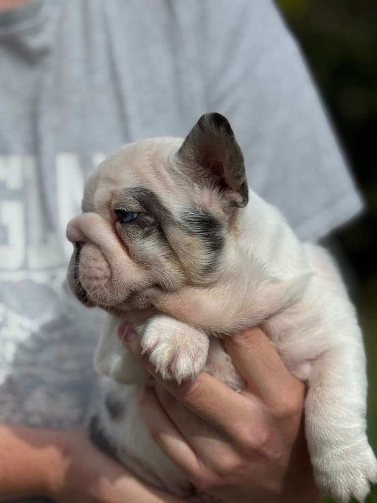 Male Blue & Tan Koi Bigrope French Bulldog carrying PINK
